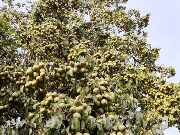 Die Frucht des Birnbaums © Weinfranz