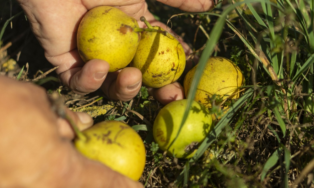 Obst klauben lohnt sich – Saft aus dem eigenen Garten, Foto: (c) Cleanhillstudios Obst klauben lohnt sich – Saft aus dem eigenen Garten, Foto: (c) Cleanhillstudios